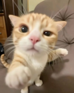 1781025701618.png